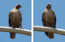 hawk_diptych