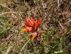 p2360898