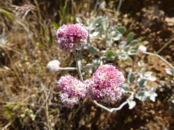 p2360903