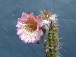 p2330184