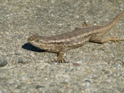 previous
