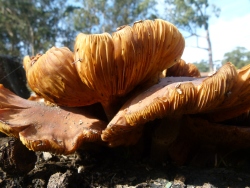 p2360288
