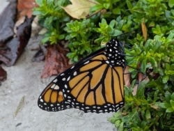 pxl20251114001908716c