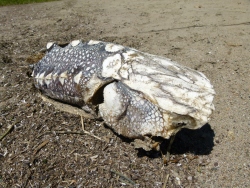 p2170188