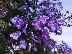 previous