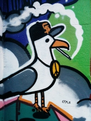 seagull