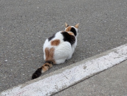 pxl20260215001059506