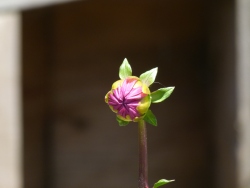 p2370772