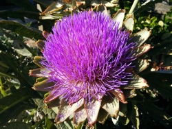 thistle