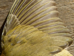 p2040669c